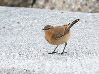 Oenanthe oenanthe 112, Tapuit, Saxifraga-Bart Vastenhouw