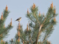Oenanthe oenanthe 118, Tapuit, Saxifraga-Tom Heijnen