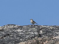 Oenanthe oenanthe 121, Tapuit, Saxifraga-Willem van Kruijsbergen