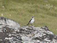 Oenanthe oenanthe 125, Tapuit, Saxifraga-Willem van Kruijsbergen