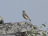 Oenanthe oenanthe 128, Tapuit, Saxifraga-Willem van Kruijsbergen