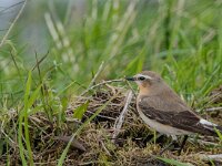 Oenanthe oenanthe 139, Tapuit, adult, female, Saxifraga-Theo Verstrael