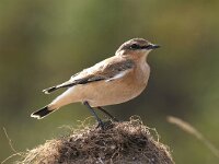 Oenanthe oenanthe 16, Tapuit, Saxifraga-Piet Munsterman
