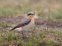 Northern Wheatear, Oenanthe oenanthe, Tapuit  Northern Wheatear, Oenanthe oenanthe, Tapuit : Northern Wheatear, Oenanthe oenanthe, Tapuit, bird, duinen, duinvogel, dunes, migrant, song bird, trekvogel, vogel, zangvogel