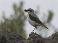 Oenanthe oenanthe 26, Tapuit, Saxifraga-Peter Stein