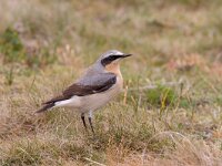 Northern Wheatear, Oenanthe oenanthe, Tapuit  Northern Wheatear, Oenanthe oenanthe, Tapuit : Northern Wheatear, Oenanthe oenanthe, Tapuit, bird, duinen, duinvogel, dunes, migrant, song bird, trekvogel, vogel, zangvogel