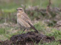 Oenanthe oenanthe 30, Tapuit, Saxifraga-Mark Zekhuis