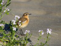 Oenanthe oenanthe 37, Tapuit, Saxifraga-Bart Vastenhouw