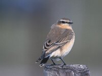 Oenanthe oenanthe 4, Tapuit, Saxifraga-Piet Munsterman