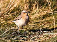 Oenanthe oenanthe 41, Tapuit, Saxifraga-Bart Vastenhouw