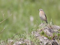 Oenanthe oenanthe 45, Tapuit, Saxifraga-Mark Zekhuis