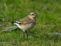 Oenanthe oenanthe 5, Tapuit, Saxifraga-Piet Munsterman