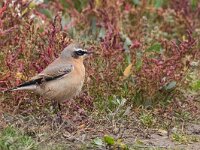Oenanthe oenanthe 50, Tapuit, Saxifraga-Mark Zekhuis