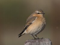 Oenanthe oenanthe 6, Tapuit, Saxifraga-Piet Munsterman