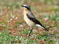 Oenanthe oenanthe 7, Tapuit, Saxifraga-Piet Munsterman