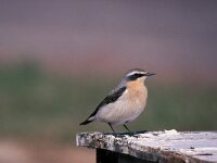 Oenanthe oenanthe 8, Tapuit, Saxifraga-Piet Munsterman