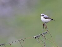 Oenanthe oenanthe 86, Tapuit, Saxifraga-Tom Heijnen