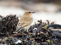 Oenanthe oenanthe 91, Tapuit, Saxifraga-Bart Vastenhouw