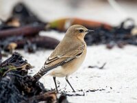 Oenanthe oenanthe 93, Tapuit, Saxifraga-Bart Vastenhouw
