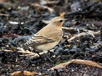 Oenanthe oenanthe 98, Tapuit, Saxifraga-Bart Vastenhouw