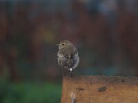 Oenanthe pleschanka 3, Bonte tapuit, Saxifraga-Henk Sierdsema