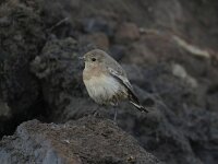 Oenanthe pleschanka 6, Bonte tapuit, Saxifraga-Henk Sierdsema