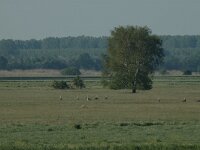 Otis tarda 13, Grote trap, Saxifraga-Bas Klaver