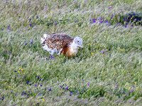 Otis tarda 31, Grote trap, Saxifraga-Bart Vastenhouw