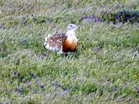 Otis tarda 33, Grote trap, Saxifraga-Bart Vastenhouw