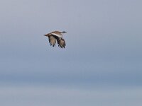 Otis tarda 34, Grote trap, Saxifraga-Tom Heijnen