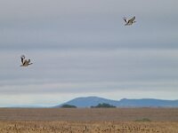 Otis tarda 36, Grote trap, Saxifraga-Tom Heijnen