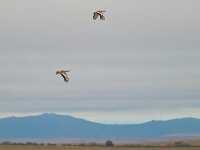 Otis tarda 37, Grote trap, Saxifraga-Tom Heijnen