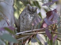 Otus scops 3, Dwergooruil, Saxifraga-Mark Zekhuis