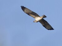 Pandion haliaetus 11, juvenile, Visarend, Saxifraga-Mark Zekhuis