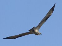 Pandion haliaetus 12, Visarend, Saxifraga-Mark Zekhuis