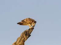 Pandion haliaetus 13, Visarend, Saxifraga-Dirk Hilbers