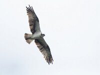 Pandion haliaetus 17, Visarend, Saxifraga-Mark Zekhuis
