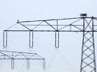 Pandion haliaetus 19, Visarend, Saxifraga-Mark Zekhuis