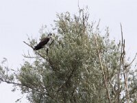 Pandion haliaetus 2, Visarend, Saxifraga-Mark Zekhuis