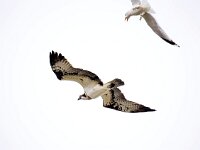 Pandion haliaetus 32, Visarend, Saxifraga-Bart Vastenhouw