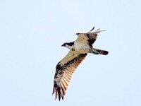 Pandion haliaetus 34, Visarend, Saxifraga-Bart Vastenhouw