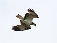 Pandion haliaetus 9, Visarend, Saxifraga-Bart Vastenhouw