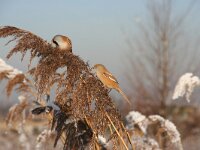 Panurus biarmicus 10, Baardman, pair, Saxifraga-Jan C. van der Straaten