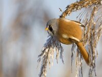 bearded tit, baardmannetje  bearded tit, baardmannetje : Flevoland, Flevopolder, Lelystad, Nederland, Oostvaardersplassen, baardmannetje, bearded tit, cold, december, foeragerend, foraging, ice, ijs, kou, moeras, moerasvogel, panurus biarmicus, reed, riet, rietpluim, rietzaad, rijp, seed, swamp, the Netherlands, voedsel, voedsel zoekend, winter