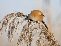 bearded tit, baardmannetje  bearded tit, baardmannetje : Flevoland, Flevopolder, Lelystad, Nederland, Oostvaardersplassen, baardmannetje, bearded tit, cold, december, foeragerend, foraging, ice, ijs, kou, moeras, moerasvogel, panurus biarmicus, reed, riet, rietpluim, rietzaad, rijp, seed, swamp, the Netherlands, voedsel, voedsel zoekend, winter