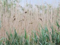 Panurus biarmicus 13, Baardman, Saxifraga-Mark Zekhuis