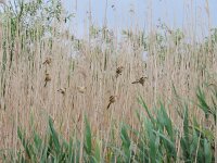 Panurus biarmicus 14, Baardman, Saxifraga-Mark Zekhuis