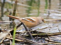 Panurus biarmicus 15, Baardman, Saxifraga-Bart Vastenhouw