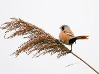 Panurus biarmicus 16, Baardman, Saxifraga-Bart Vastenhouw