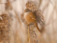Panurus biarmicus 18, Baardman, Saxifragap-Luuk Vermeer